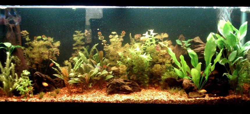 Rated #113: 55 Gallons Planted Tank - my tank
