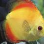 freshwater fish - symphysodon sp. - yellow marlboro discus stocking in 150 gallons tank - Discus