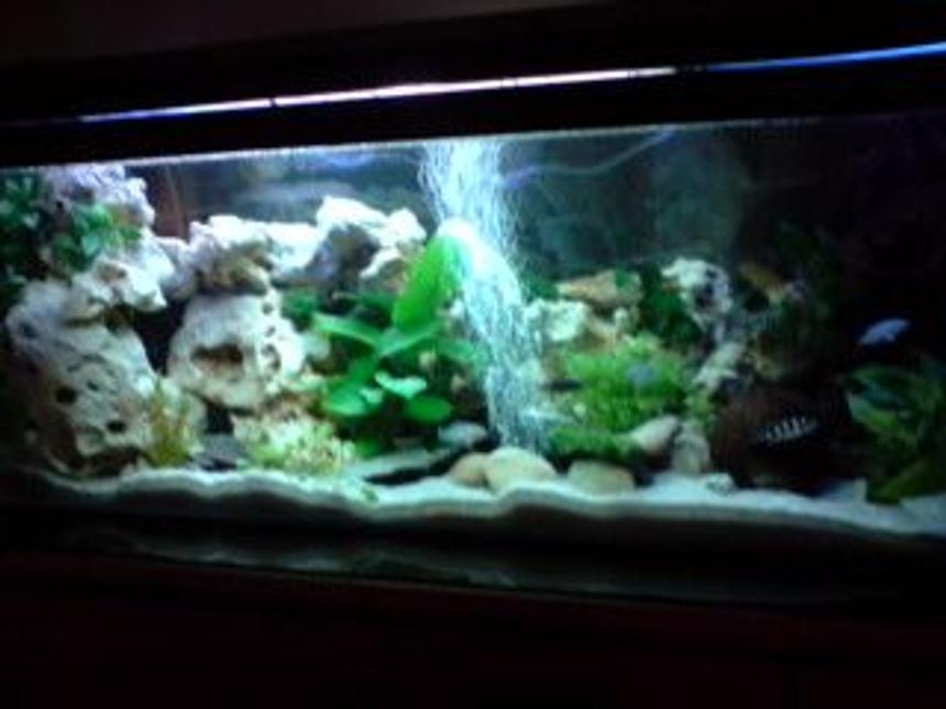 Rated #1364: 52 Gallons Freshwater Fish Tank - small version malawi cichlids lake in my home ;)