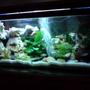52 gallons freshwater fish tank (mostly fish and non-living decorations) - small version malawi cichlids lake in my home ;)