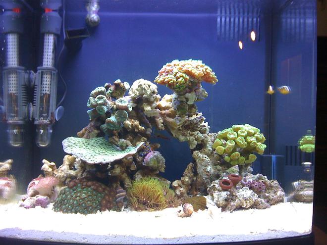 14 gallons reef tank (mostly live coral and fish) - 14 gallon nano tank
2 month's running