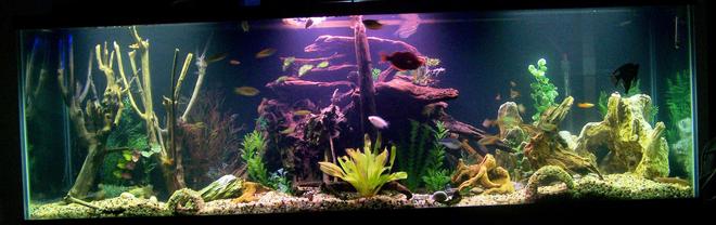 125 gallons freshwater fish tank (mostly fish and non-living decorations) - 125 Gallon CA/SA cichlid tank converted for use with peaceful/community fish.