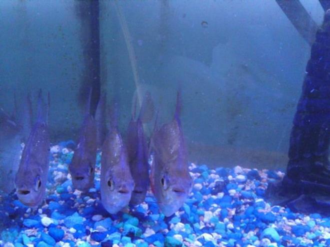 freshwater fish - metynnis argenteus - silver dollar stocking in 25 gallons tank - Silver Dollars front 1