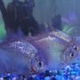 freshwater fish - metynnis argenteus - silver dollar stocking in 25 gallons tank - Silver Dollars side 1