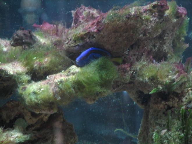 saltwater fish - paracanthurus hepatus - blue tang stocking in 55 gallons tank - "Bubbles" my blue hippo looking for a place to hide