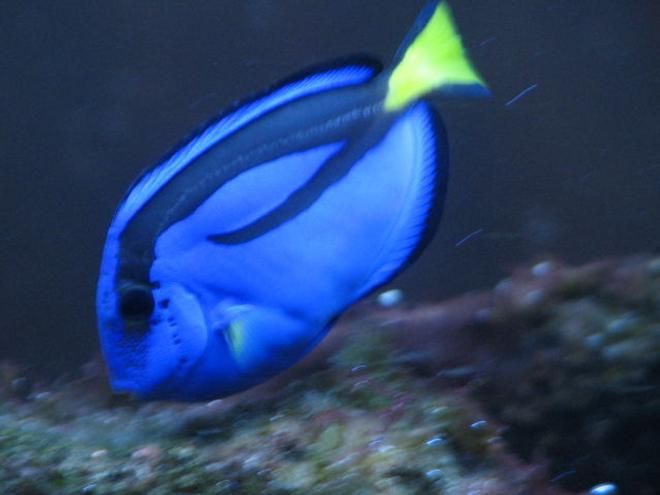 saltwater fish - paracanthurus hepatus - blue tang stocking in 55 gallons tank - "bubbles" feeding on algae