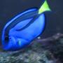 saltwater fish - paracanthurus hepatus - blue tang stocking in 55 gallons tank - "bubbles" feeding on algae