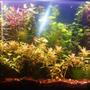55 gallons planted tank (mostly live plants and fish) - 55 Gallon Aquarium with Rummynose Tetras, Neon Tetras, Guppies, and SAE's