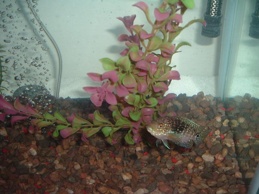 Rated #188: Freshwater Fish - Nandopsis Octofasciatum - Jack Dempsey Stocking In 40 Gallons Tank - 4 in. Jack Dempsey. Sex unknown