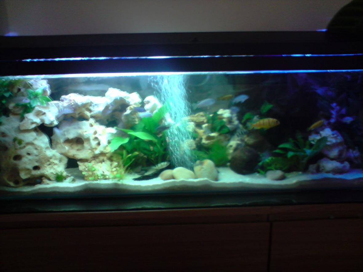 52 gallons planted tank (mostly live plants and fish) - malawi