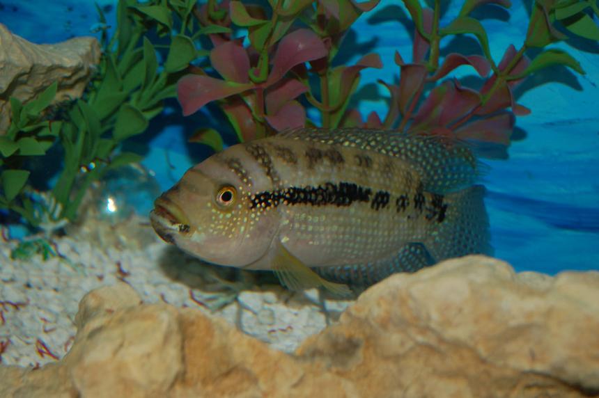 Rated #87: Freshwater Fish - Nandopsis Octofasciatum - Jack Dempsey Stocking In 55 Gallons Tank - Digger, my 5 inch Jack Dempsey