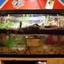 10 gallons freshwater fish tank (mostly fish and non-living decorations) - tank full view of both ecosystems