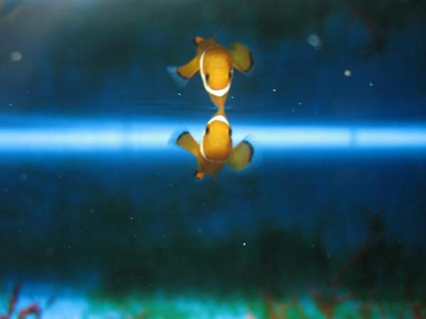 Rated #40: Saltwater Fish - Amphiprion Percula - True Percula Clownfish Stocking In 55 Gallons Tank - my first clownfish. he was very curious and gave me the best photos!