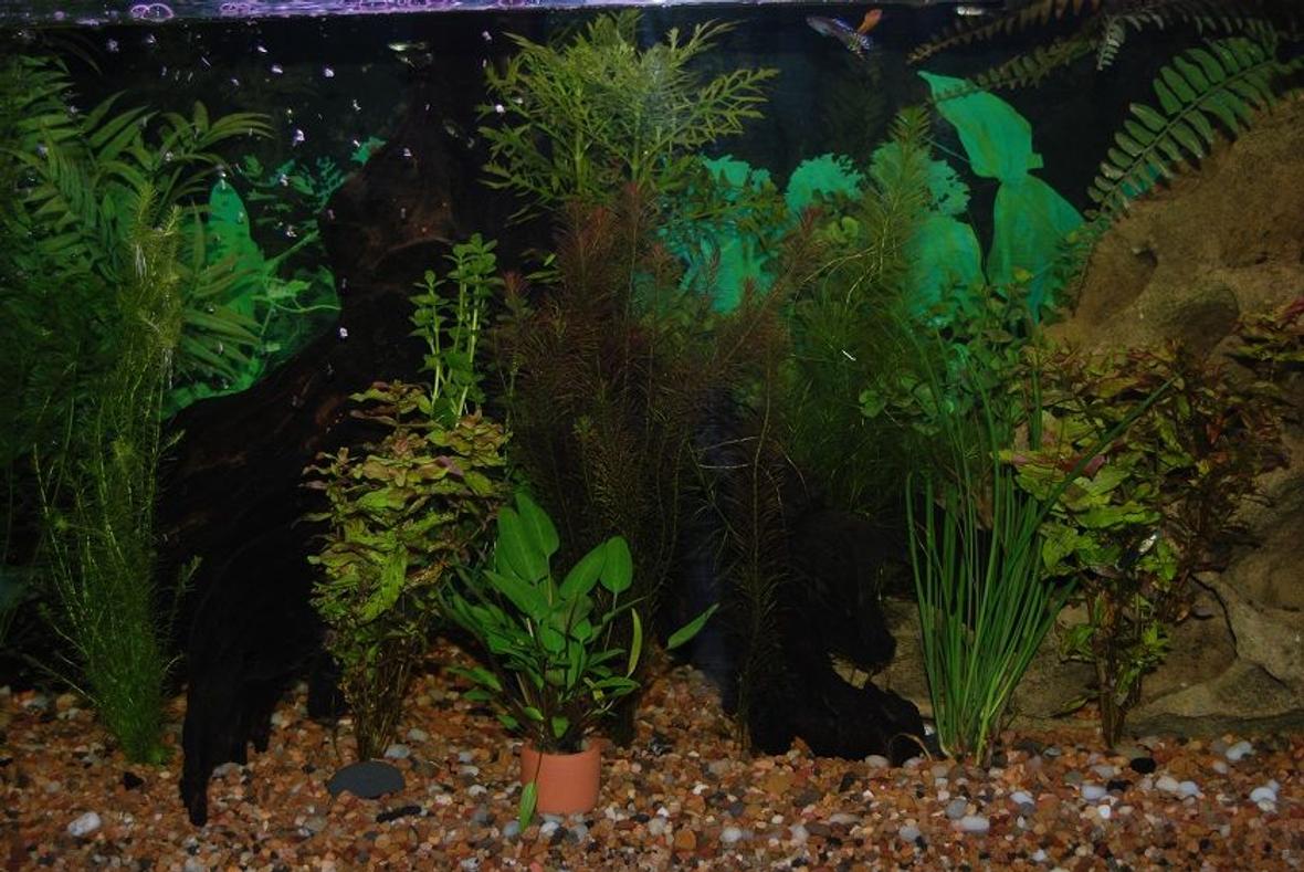 22 gallons planted tank (mostly live plants and fish) - This Is My Fish Tank.