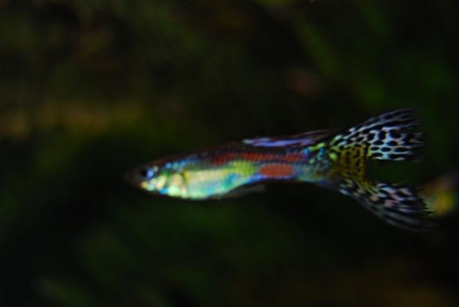 freshwater fish - poecilia reticulata - green cobra guppy stocking in 22 gallons tank - A stunning Color but a bit blury.