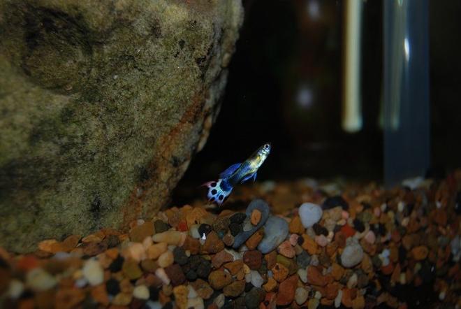 freshwater fish - poecilia reticulata - blue cobra guppy stocking in 22 gallons tank - Another one of my Guppy's.