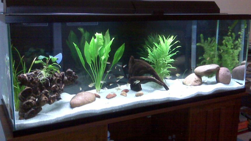 Rated #51: 85 Gallons Freshwater Fish Tank - x10 baby Geophagus sp. Tapajos
x15 lemon tetras
x12 rummy nose tetra
x1 albino bushy nose pleco
1 amazon sword
some driftwood
