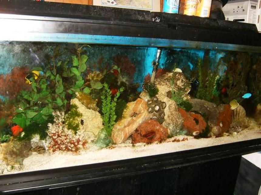 Rated #39: 55 Gallons Saltwater Fish Tank - not the best pic, all the fish decieded to hide from me. but i love my tank!
