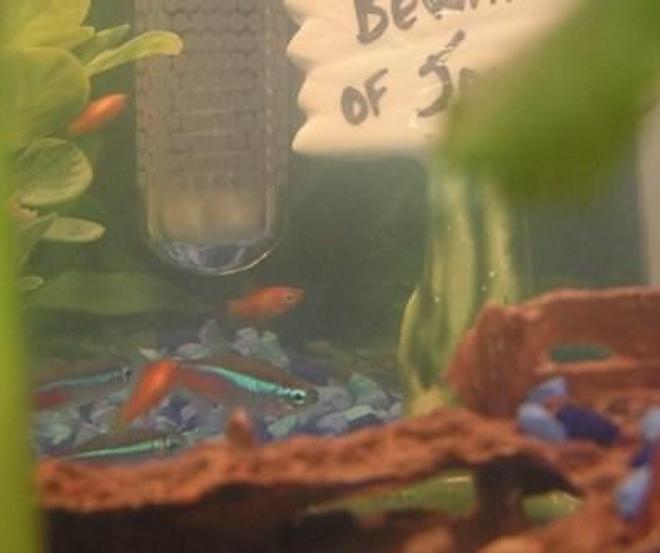 freshwater fish - paracheirodon innesi - neon tetra jumbo stocking in 10 gallons tank - Some of my Neon Tetras and Baby Sunburst Tetras