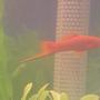 freshwater fish - xiphophorus helleri - hi fin lyretail swordtail stocking in 10 gallons tank - My Sword Tail