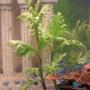 fish tank picture - Live Plant-Wisteria