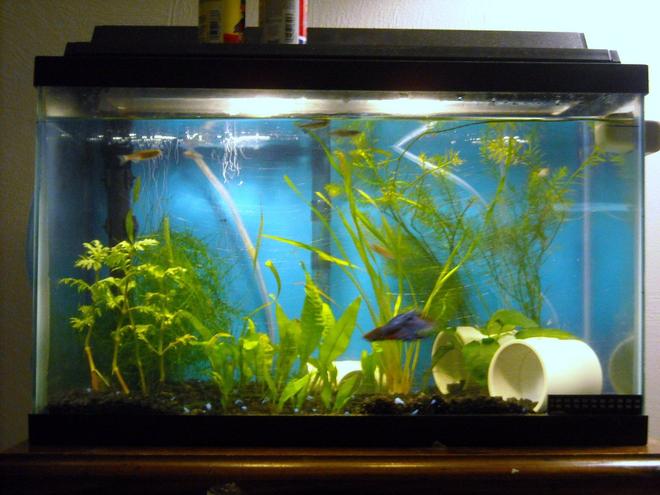 10 gallons planted tank (mostly live plants and fish) - 10 gal planted danio tank