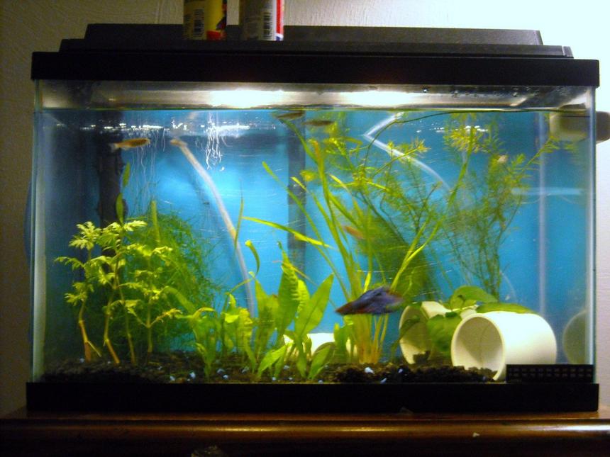 Rated #194: 10 Gallons Planted Tank - 10 gal planted danio tank