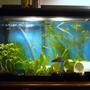 10 gallons planted tank (mostly live plants and fish) - 10 gal planted danio tank