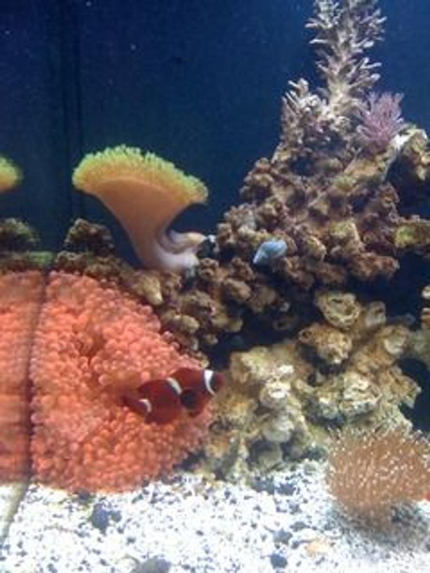 Rated #64: Corals Inverts Stocking In 24 Gallons Tank - some of my jbj nano 24gal