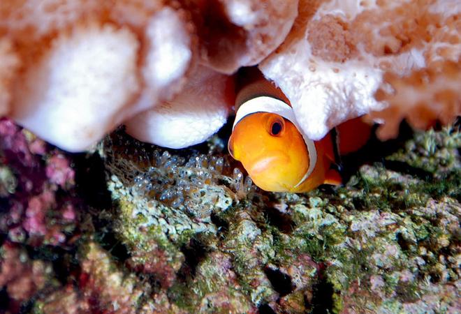 saltwater fish - amphiprion percula - true percula clownfish stocking in 125 gallons tank - Percula clown with new hatch