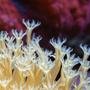 corals inverts - sarcophyton sp. - leather coral stocking in 125 gallons tank - Leather coral macro