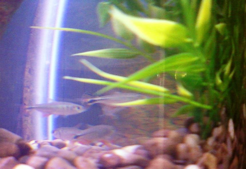 Rated #299: Freshwater Fish - Hemigrammus Caudovittatus - Albino Buenos Aires Tetra Stocking In 29 Gallons Tank - School of Buenos Aries Tetras