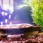 fish tank picture - My 29 Gallon Tank New photo coming soon!!