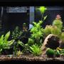 20 gallons planted tank (mostly live plants and fish) - tank as of 9/25/09