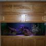 190 gallons freshwater fish tank (mostly fish and non-living decorations) - I have 190 gallon tank that is 72x24x26 that has a 3" reveal threw the wall into the room. It is on a 30" high stand and it has a canapy that goes from the top of the stand to the ceiling. It is filtered by 2 aquaclear 110 and is lit by two 36" strip. I have a group of 8 moba frontosa with the largest male in the group at around 12".