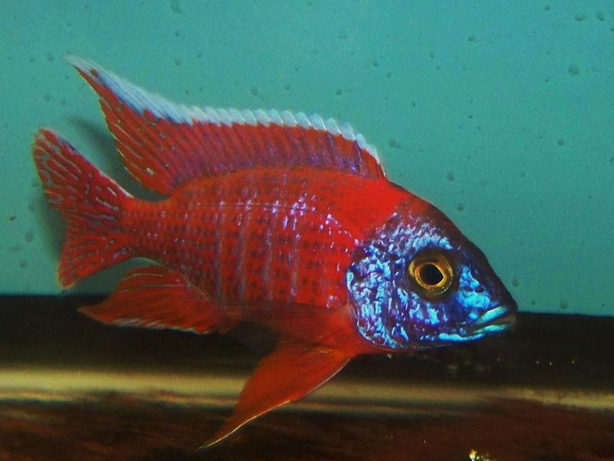 Rated #6: Freshwater Fish - Aulonocara Rubescens - Ruby Red Peacock Stocking In 190 Gallons Tank - My breeder male ruby red peacock. i have been breeding this line for at least 4 years now.