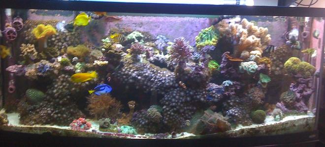 180 gallons reef tank (mostly live coral and fish) - First Pic.