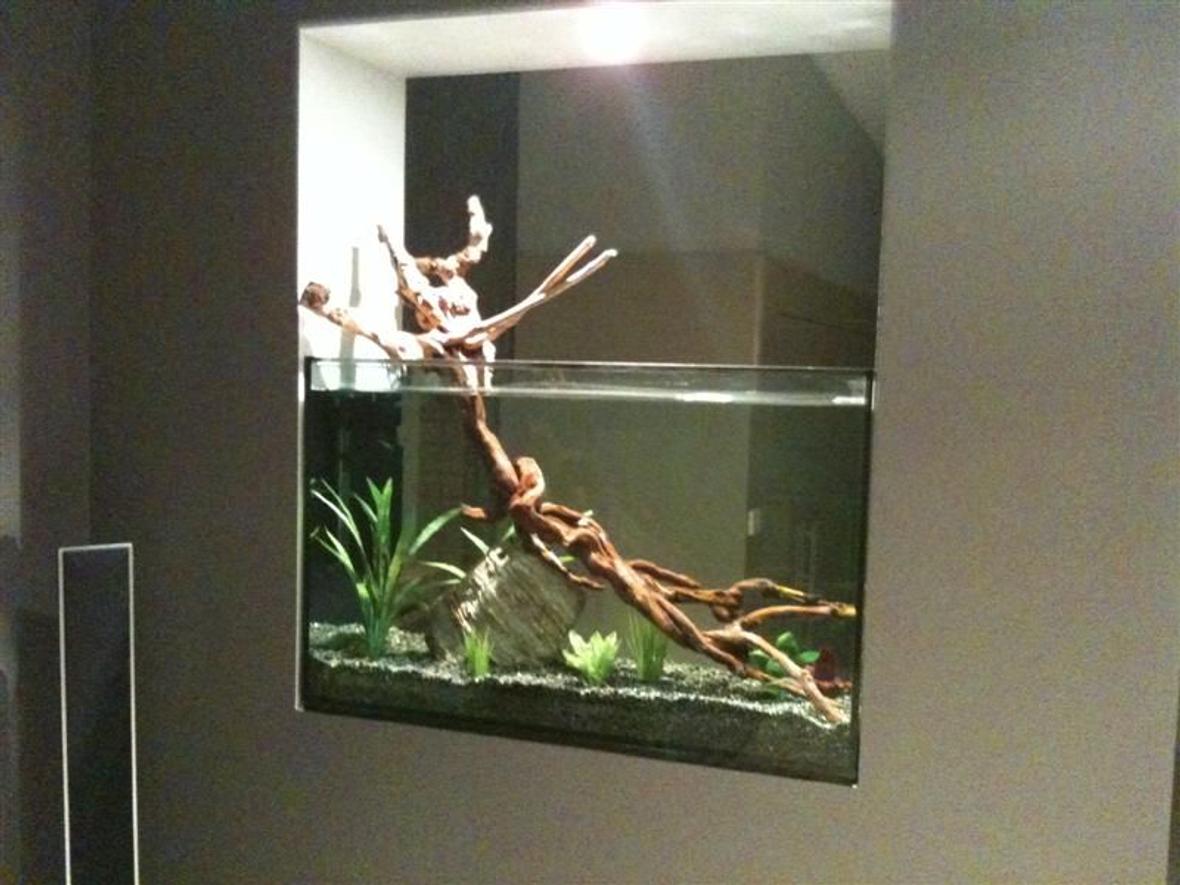 52 gallons freshwater fish tank (mostly fish and non-living decorations) - In Wall Fish Tank. This is my first tank ever. Work in Progress.