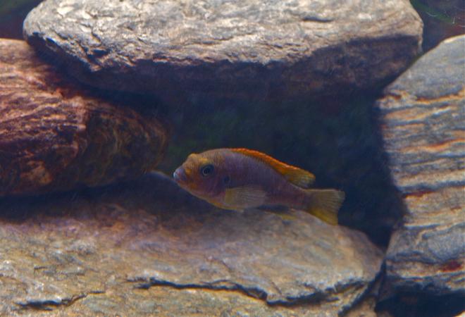 freshwater fish - labidochromis sp. - hongi stocking in 55 gallons tank - Hongi