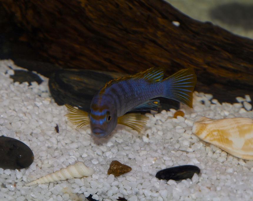 Rated #230: Freshwater Fish - Labidochromis Sp. - Hongi Stocking In 55 Gallons Tank - Mbuna