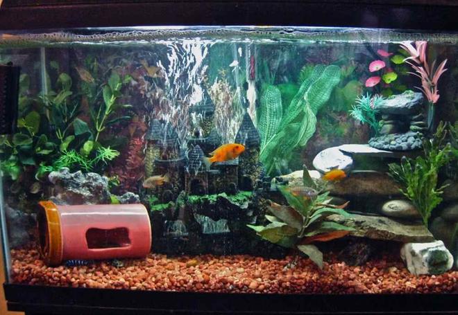 50 gallons freshwater fish tank (mostly fish and non-living decorations) - mixed malawi cichlid