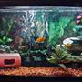 50 gallons freshwater fish tank (mostly fish and non-living decorations) - mixed malawi cichlid