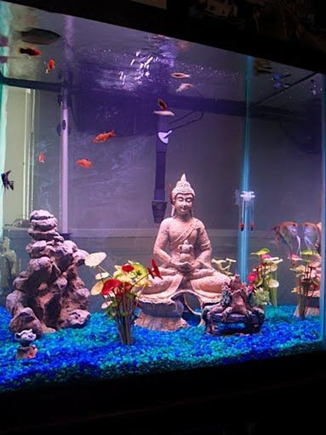 55 gallons freshwater fish tank (mostly fish and non-living decorations) - Angels, Tetras, Sharks, and The Buddha.
