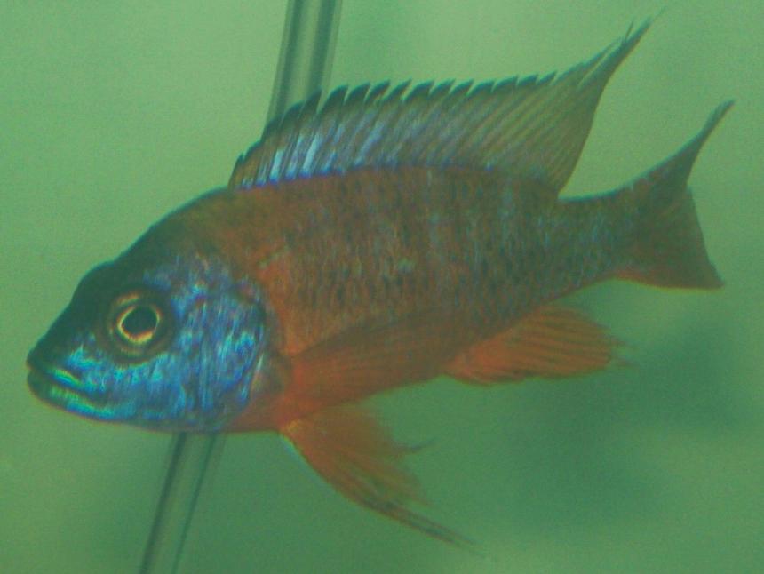 Rated #201: Freshwater Fish - Aulonocara Rubescens - Ruby Red Peacock Stocking In 75 Gallons Tank - German Red  juvy