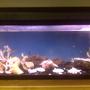 70 gallons freshwater fish tank (mostly fish and non-living decorations) - 70 gallons, homemade stand, 16 fish