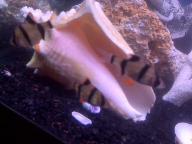 freshwater fish - puntius tetrazona - tiger barb stocking in 70 gallons tank - My three tiger barbs