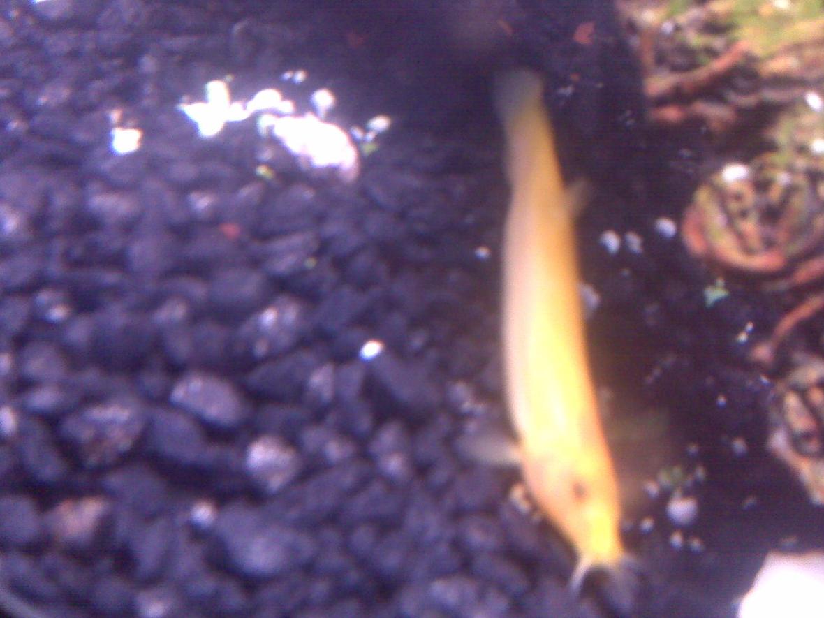 freshwater fish - misgurnus anguillicaudatus - gold dojo loach stocking in 70 gallons tank - My golden dojo loach