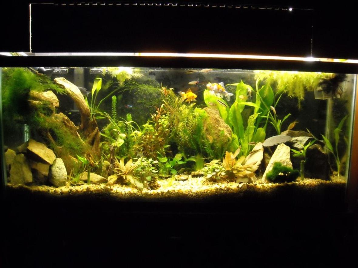 55 gallons planted tank (mostly live plants and fish) - Planted Tropical 55gal. What do you think?