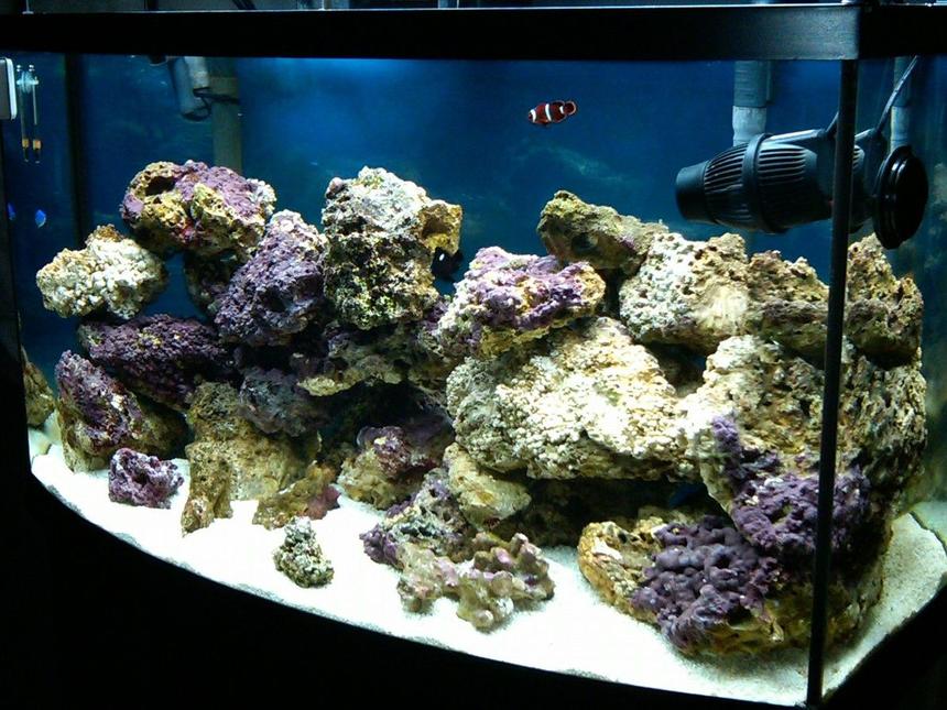 Rated #11: 50 Gallons Saltwater Fish Tank - my 3 month old 50 gallon bowfront