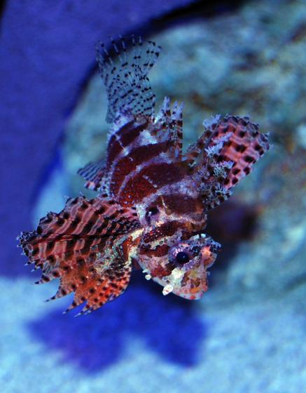 saltwater fish - dendrochirus brachypterus - fuzzy dwarf lionfish stocking in 150 gallons tank - Fuzzy Dwarf Lionfish